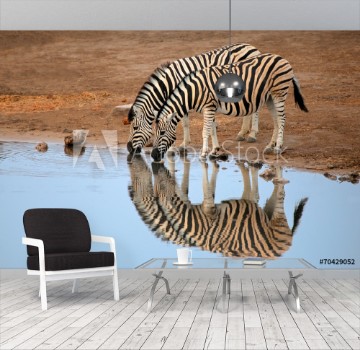 Picture of Plains Zebras drinking water Etosha National Park